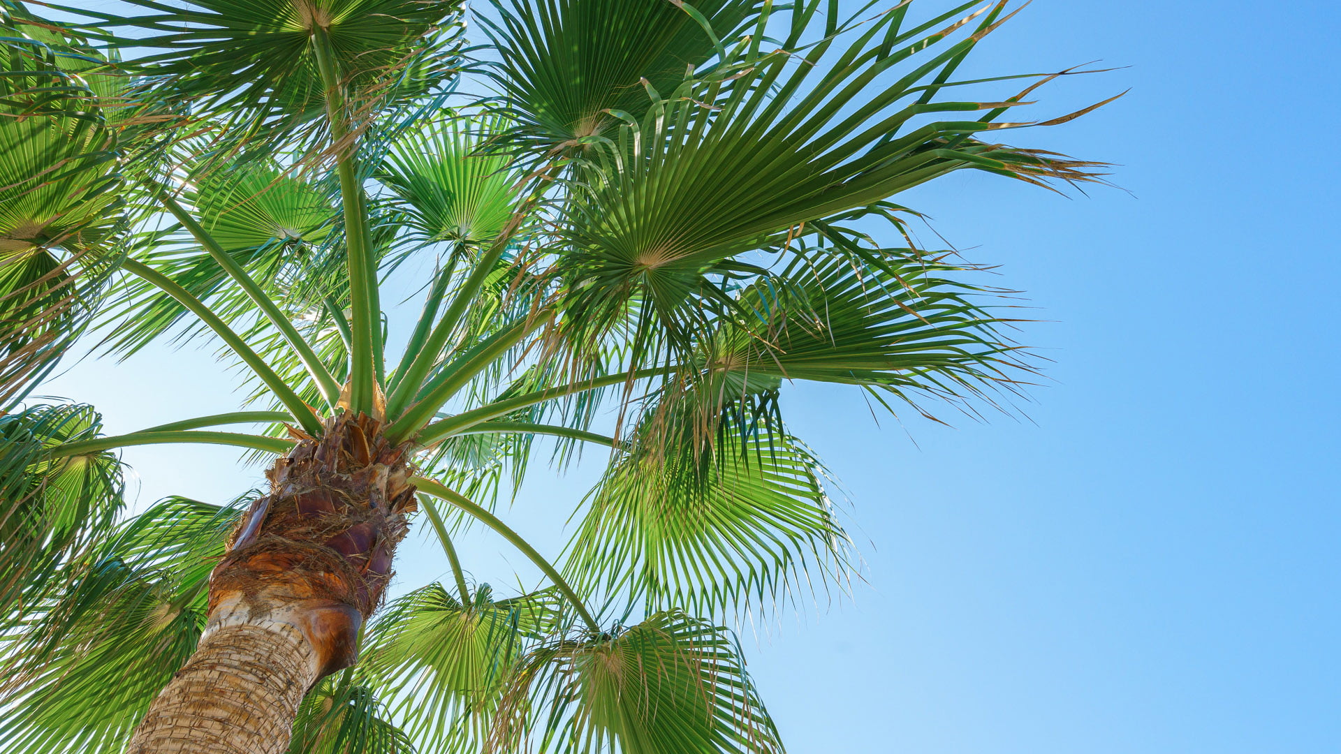 Flair-uppvisning i solnedgången på Ayia Napa